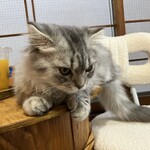 ちいさな猫カフェ みゅ～い - 