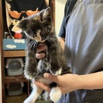 ちいさな猫カフェ みゅ～い - 