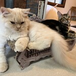 ちいさな猫カフェ みゅ～い - 