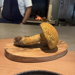 MANO - アカヤマドリダケ