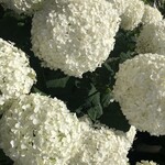 bar NAYA - お母様のお花畑