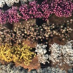 bar NAYA - 毎年変わる天井のドライフラワー