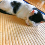 マリンライフ - 