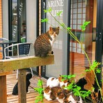 マリンライフ - 