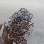 ブレッドアーエスプレッソ - 一番美味しかったトマトパン