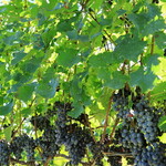 シャトー・メルシャン - 