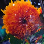 ほびーい喫茶店 - ひまわり