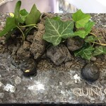 クイントカント - 