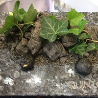 クイントカント - 