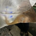 うを徳 - 東京湾産　活泳ぎ銀宝