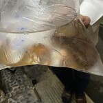 うを徳 - 東京湾産　活泳ぎ銀宝