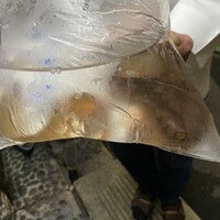 うを徳 - 東京湾産　活泳ぎ銀宝