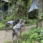 平尾台蕎麦処　えん - 