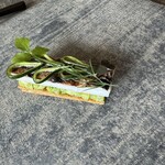 レヴォ - 太刀魚