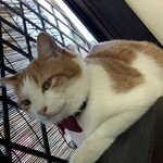 生蕎麦 大むら - 