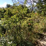 そば処 時遊庵 あさかわ - 中庭