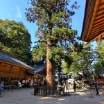 そば処 時遊庵 あさかわ - 穂高神社の御神木
