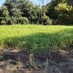 そば処 時遊庵 あさかわ - 中庭の蕎麦畑