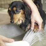 仙石高原大箱根一の湯 - わんちゃん足洗い場