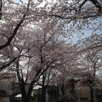 Teuchi Soba Fujiya - 開花時に座敷から見える桜を見ながらのそばは格別ですね。また来年のこの時期は必ず利用させてもらいます。