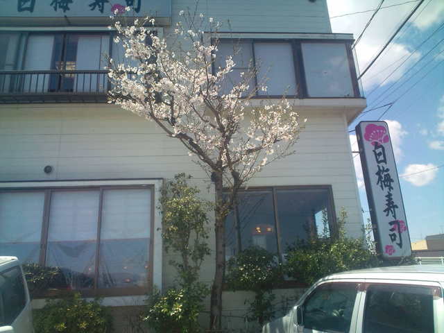 白梅寿司 - 本宮（寿司）の写真