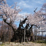 ヴィラ・アフガン - 山高神代桜（樹齢2,000年）