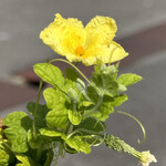 インデアンレストラン  ニューミラ - 冬に片足を突っ込んだような今日この頃。真夏の日差しを必要とするゴーヤが実を結んで膨らませる事はない。