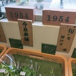 1954 Fukuoka - 