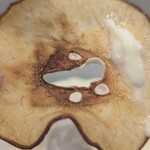 MISO - セミドライ  可愛い