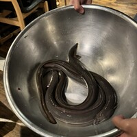 炭焼鰻 寝床 福島店 - 