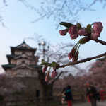 Fujiya - 弘前城にて（4/25）。津軽の桜は、未だつぼみを残して