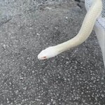 鮨裕 - 赤いお目々に・・・