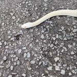 鮨裕 - 赤い舌♪ﾍﾟﾛﾍﾟﾛ