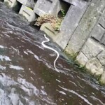 鮨裕 - 泳ぐ白蛇さま♪