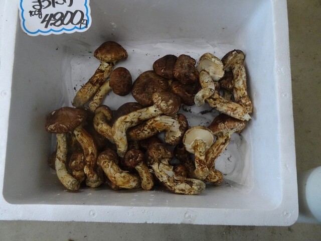 たねや まつたけ館 - 高畠町その他（日本料理）の写真