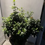 鮨 一二郎 - 夏の暑さにも負けない強い子♥️