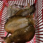 惣助 - アオリイカ