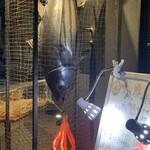 鰹のわら焼きと名古屋めし 十八番舟 - 