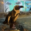 ペンギンのいるダイニングバー沖縄 - 