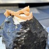 米屋のおにぎり　ぷくぷく亭 - 戸隠大根のみそ漬