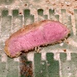 とんかつ 乃ぐち - LYB豚（ルイビトン） 肩ロース クラシタ