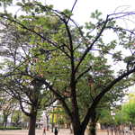 オーガニックパン工房　それいゆ - 無事、お目当てのパンをゲットしたボキら。
      今日はお天気がいいので、外で食べると気持ちが良さそうだね～
      それいゆさんのお店近くの公園で食べることにしたよ。