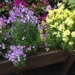 カンダコーヒー - 