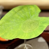 膳司 水光庵 - 