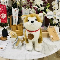 代官山ASO チェレステ 日本橋店 - 