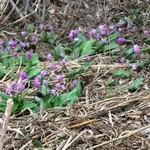 そば処 平石亭 - カタクリの群生