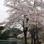 そば処 平石亭 - 入広瀬では4月末にようやく桜が満開