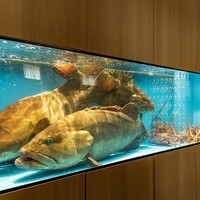 五島の一本釣り あら