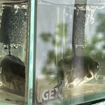 松乃家 - 虹に向かう朝のナマズ、朝ナマ^_^