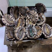  唐津産 天然鮑（アワビ）しゃぶしゃぶ鍋